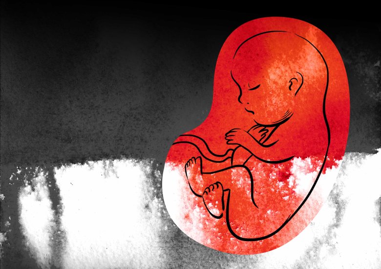 Эмбрион рисунок