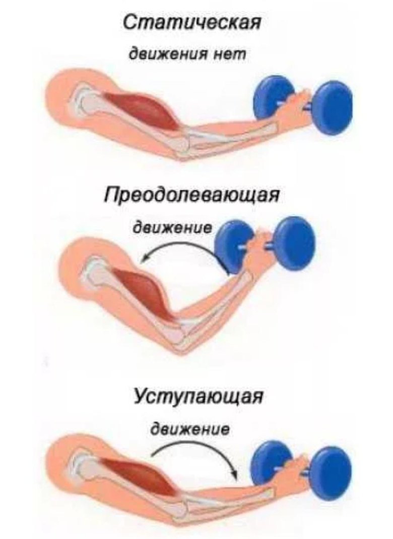 Статический режим работы мышц
