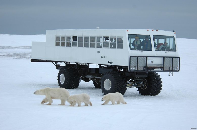 Tundra buggy