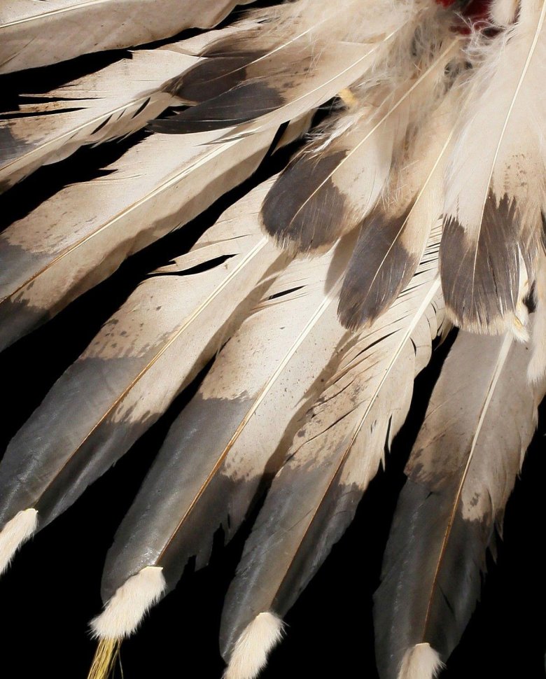 Птичье перо