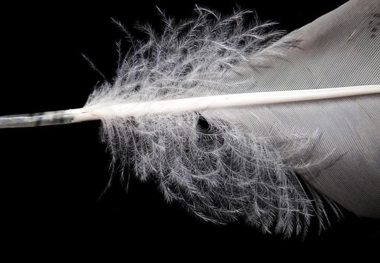 Пуховое перо птицы
