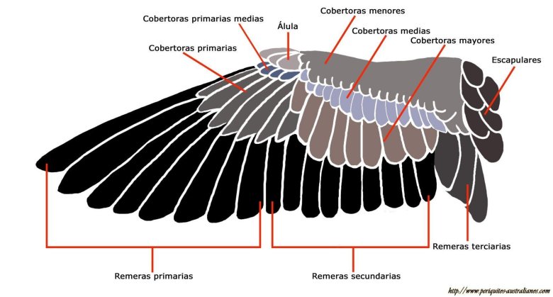 Строение крыла