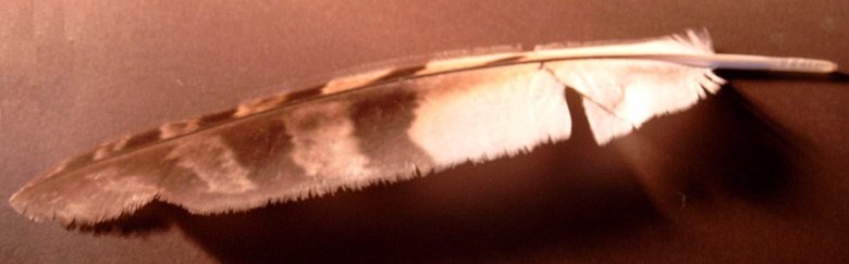 Перо совы сипухи