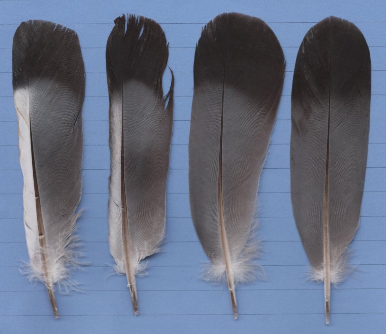 Перо голубя