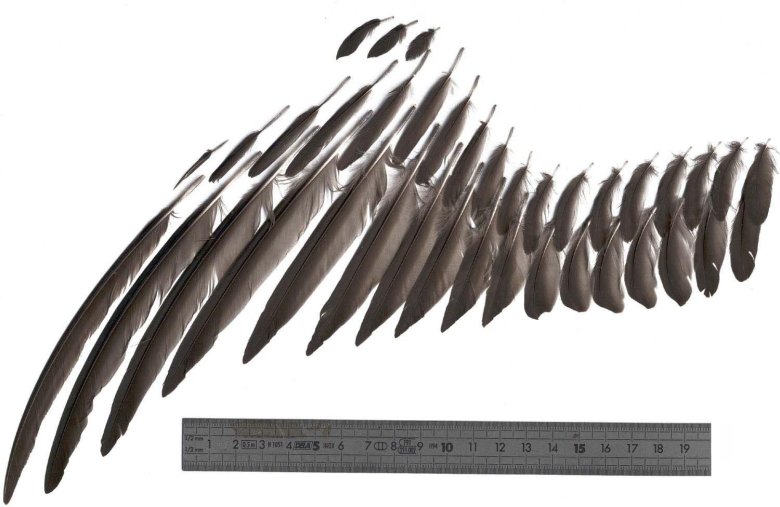 Перья птиц референс