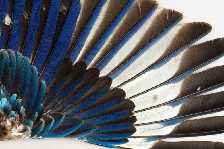 Крыло птицы