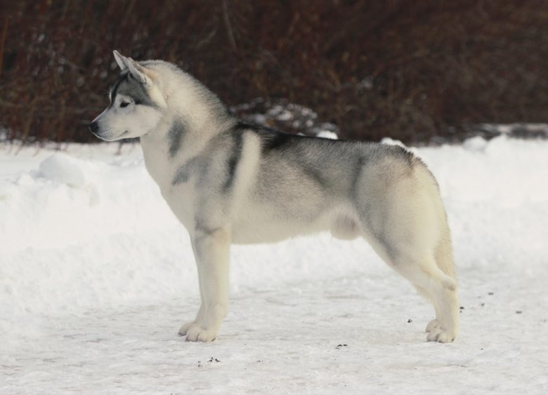 Собака сибирская хаски