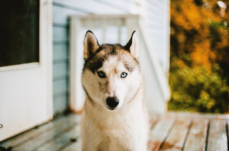 Эвиэт хаски