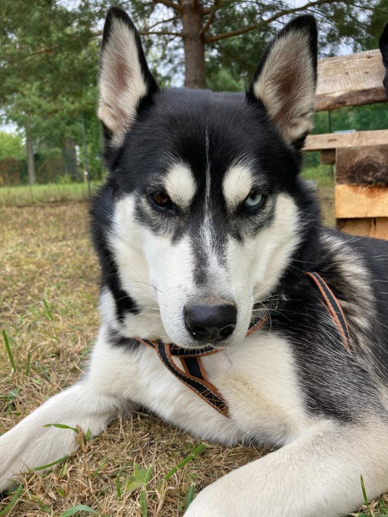 Сибирская хаски самка