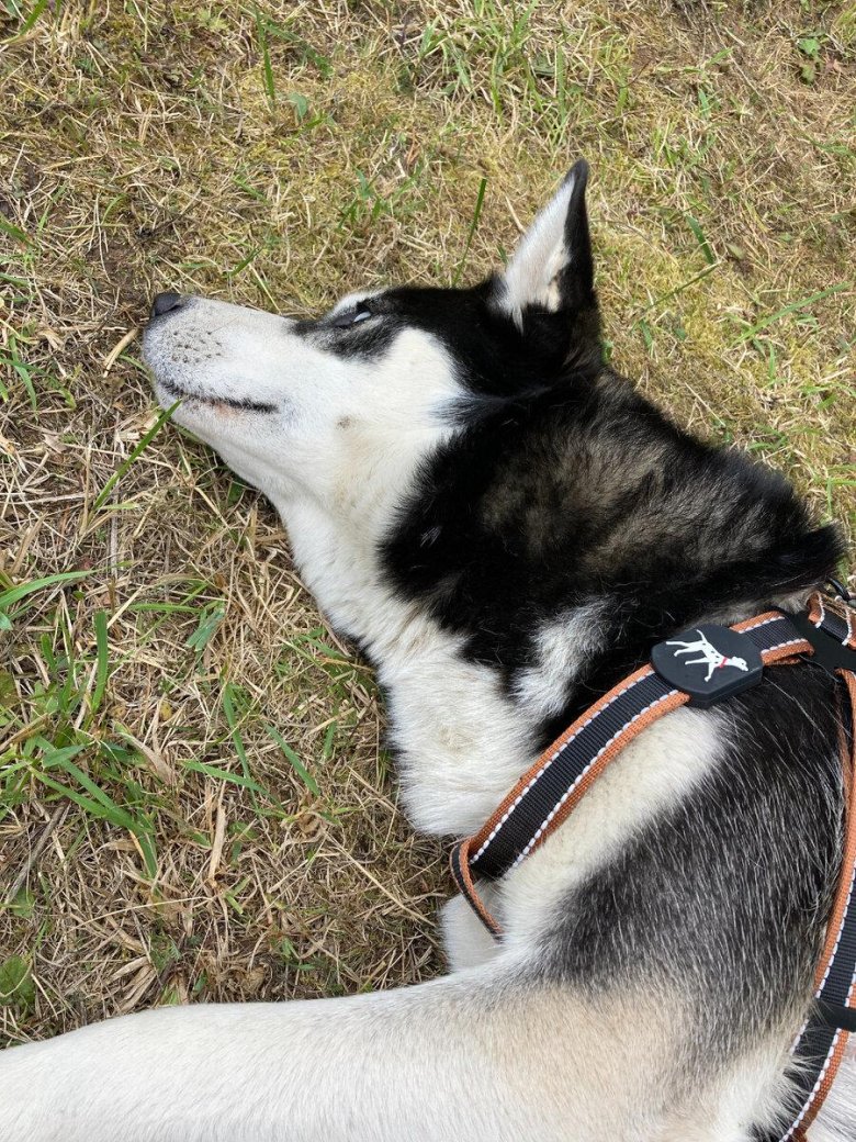 Ездовая шлейка для хаски