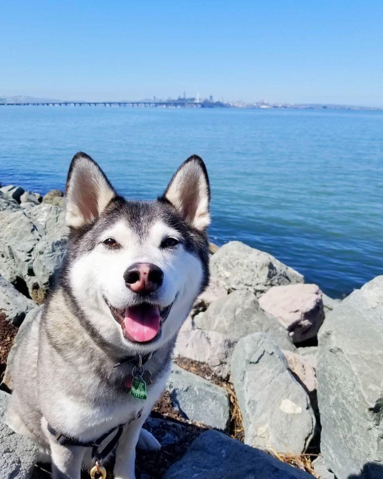 Хаски малазиан