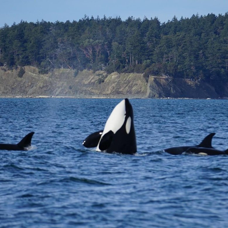 Кит и касатка