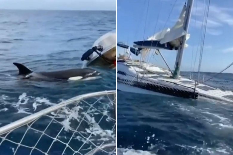 Тиликум касатка убийца