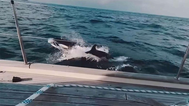 Касатки напали на яхту