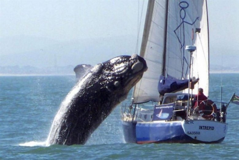 Humpback whale