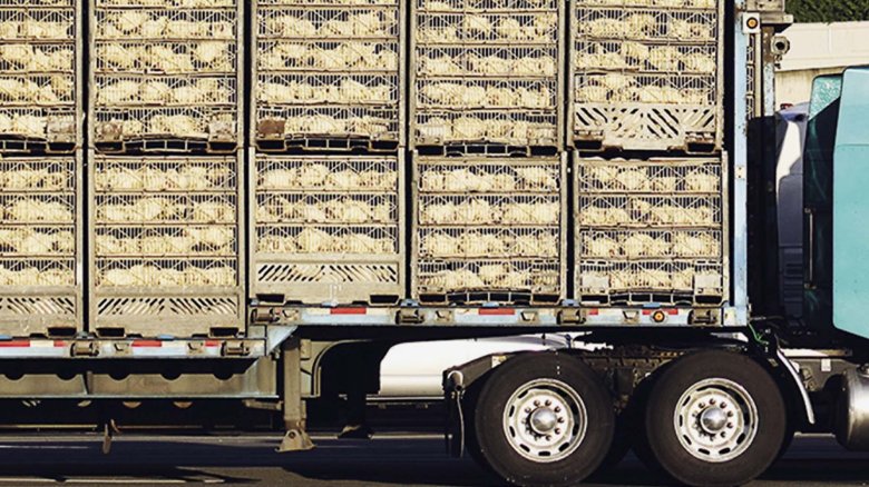 Автомобиль для перевозки птицы