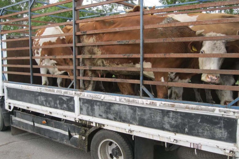 Газель скотовоз крс