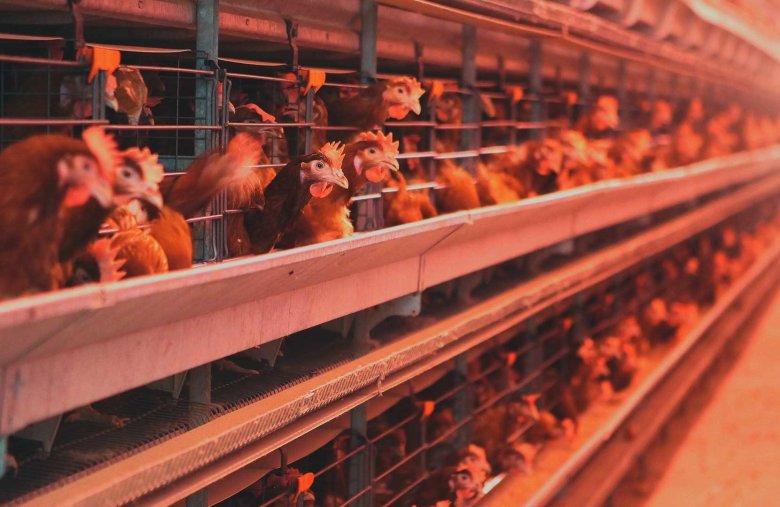 Уссурийская птицефабрика приморский край