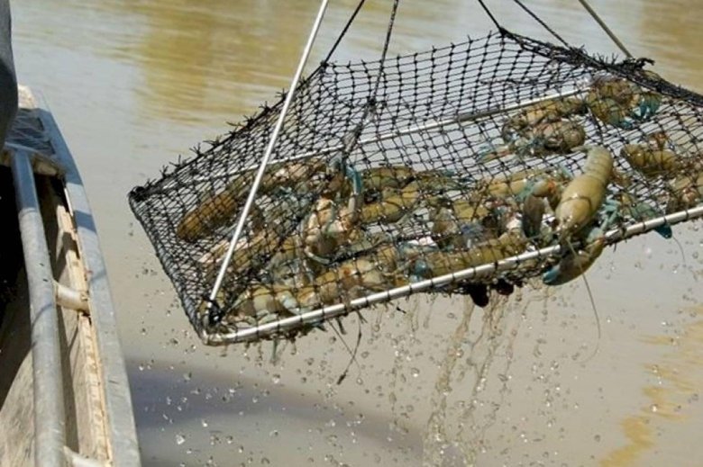 Ловушка раколовка