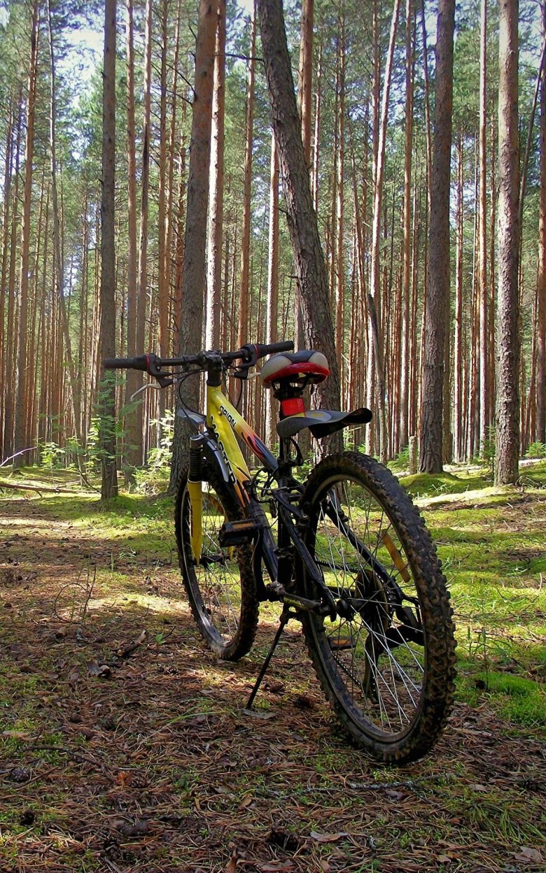 Велосипед в лесу