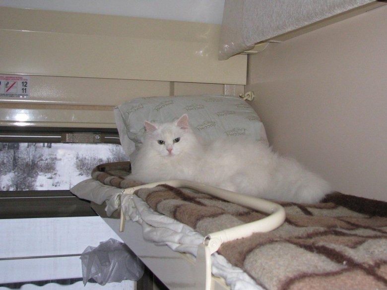Кот в поезде