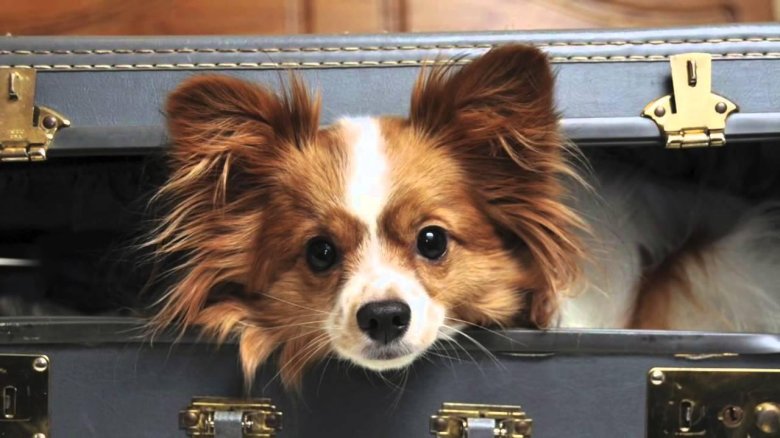 Собака с чемоданом