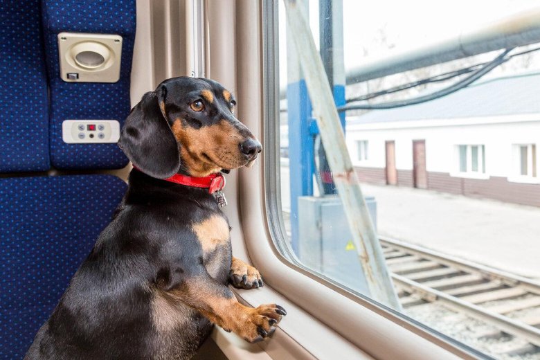 Электричка собака