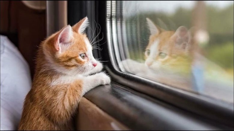 Кошка в поезде