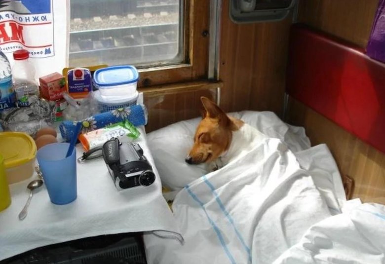 Вагон для животных в поезде