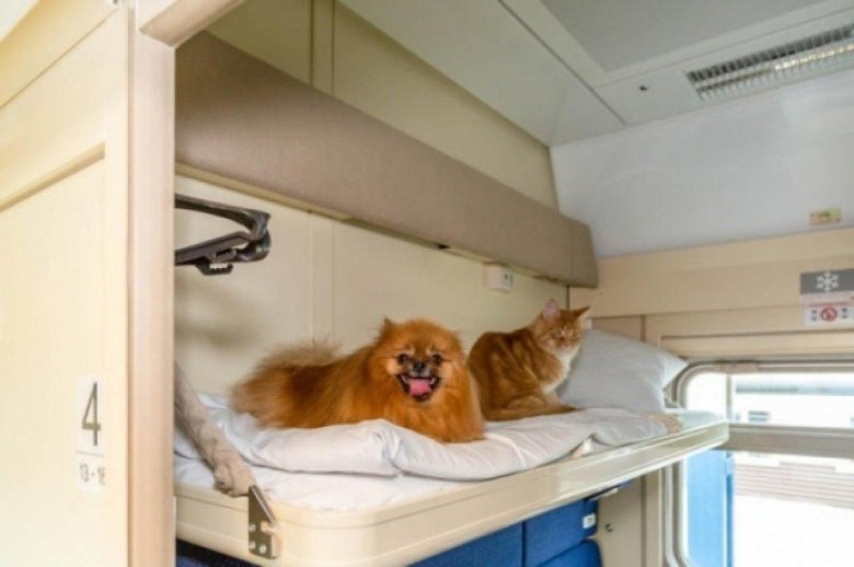 Домашние животные в поезде