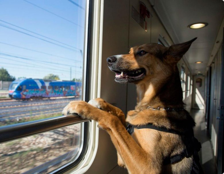 Электричка собака