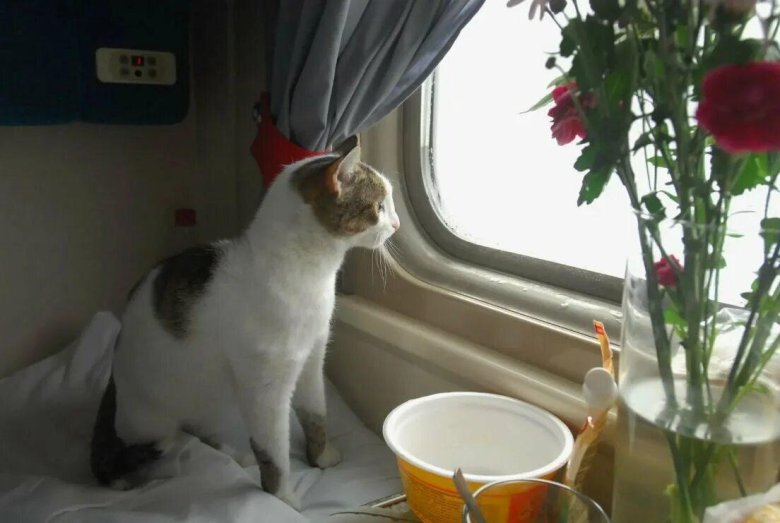Котик в поезде
