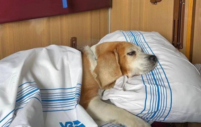 Бигль собака