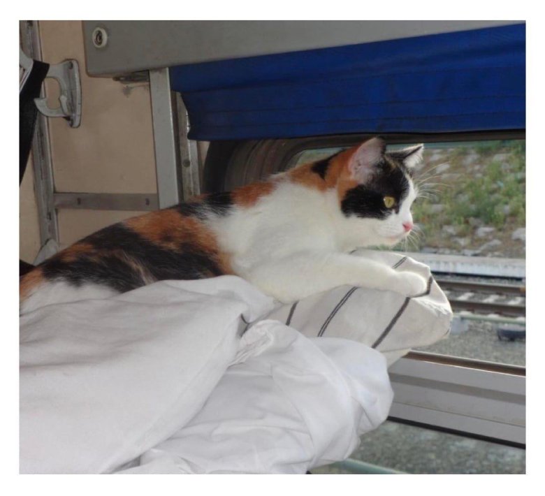 Вагон для животных в поезде