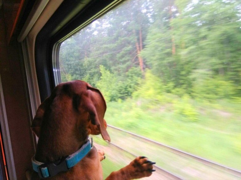 Поезда дальнего следования