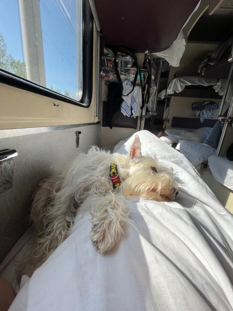 Собака цвергшнауцер