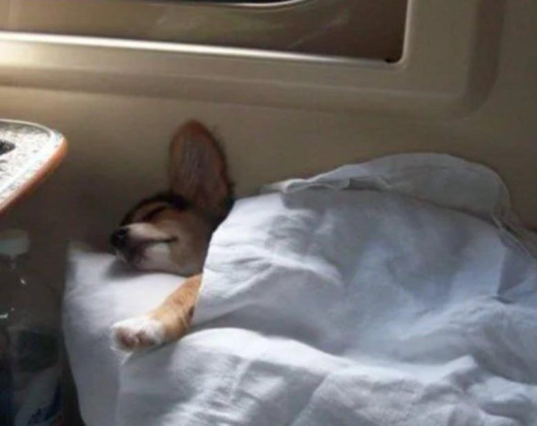 Кошка в поезде