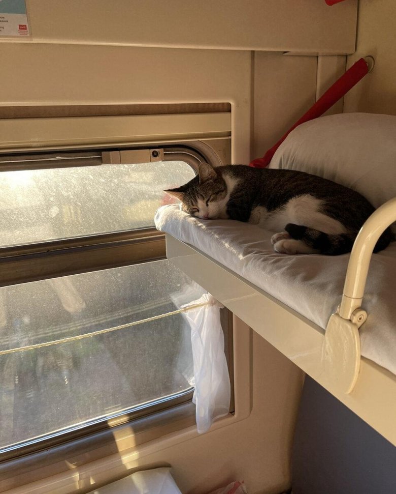 Плацкарт с животными