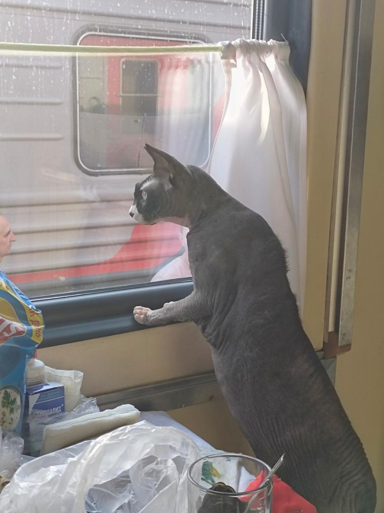 В купе поезда