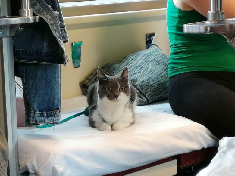 Кот в поезде