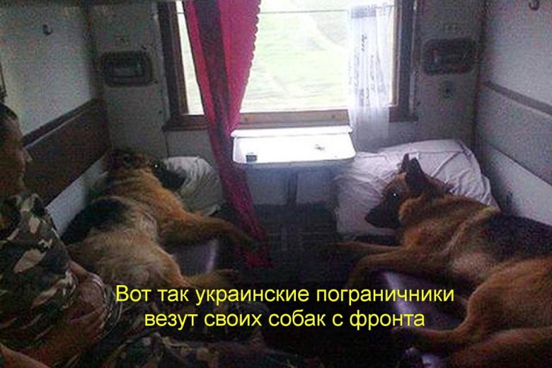 Собака в поезде