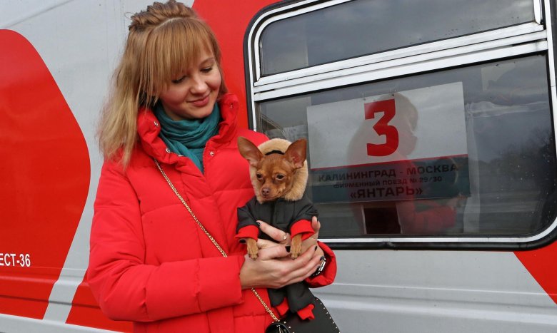 Собака в поезде
