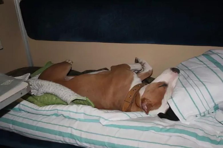 Собака в поезде