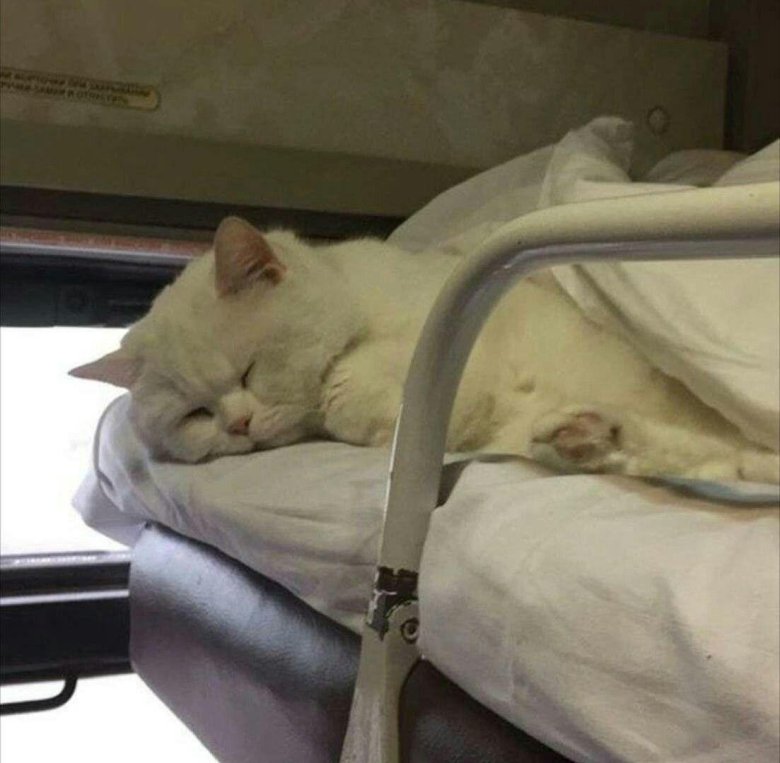 Кот в плацкарте