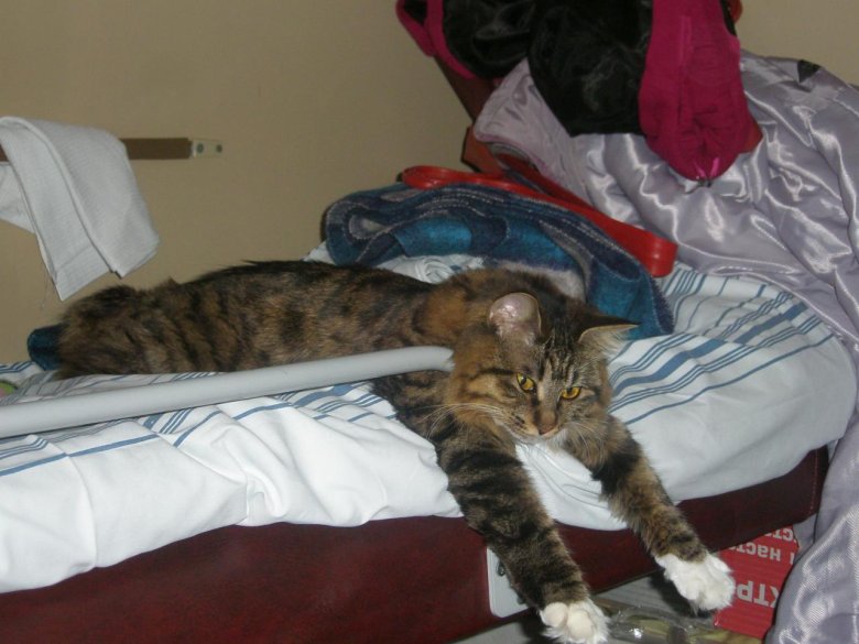 Кот в поезде