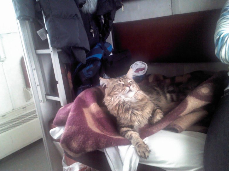 Кот в поезде