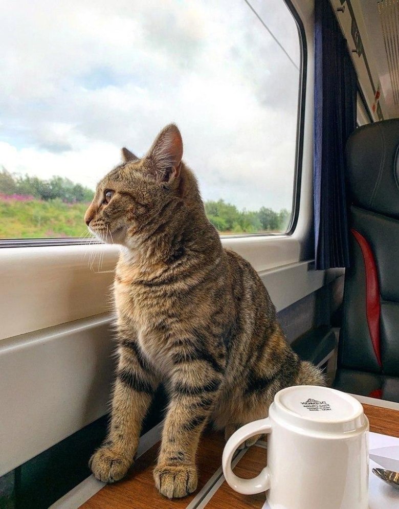 Кот в поезде