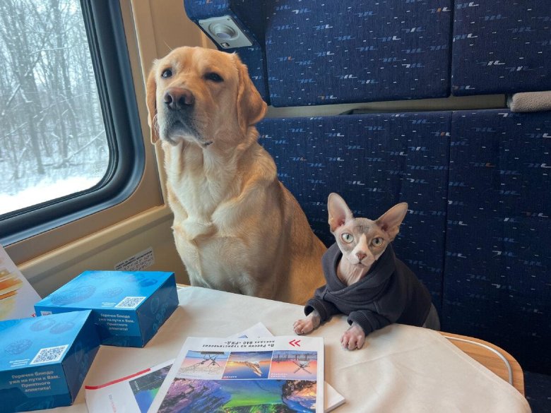 Перевозка животных