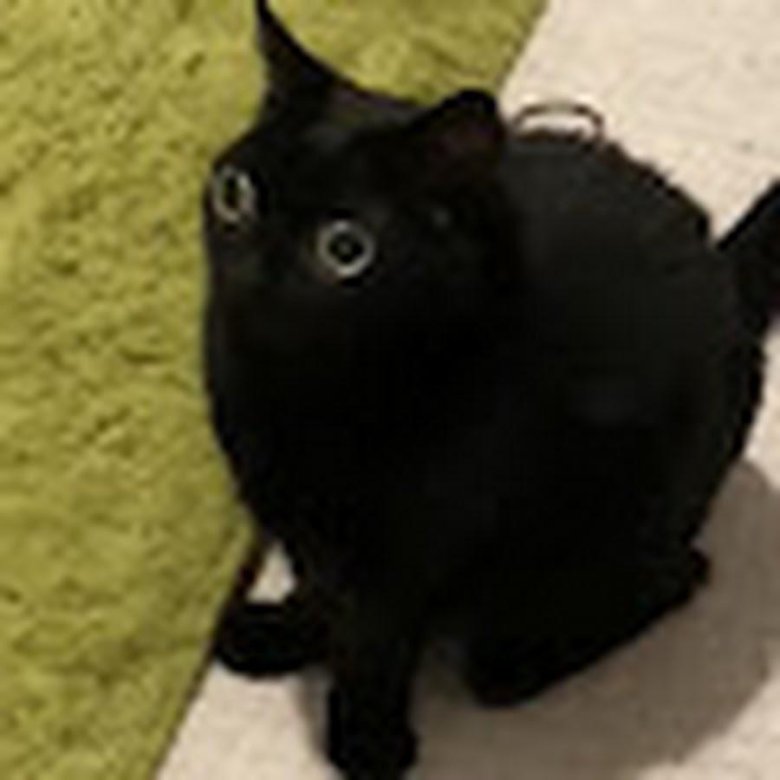 Кошка мэр Джинкс