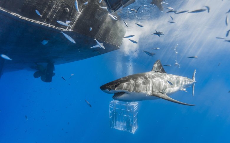 Акула самолет Тревор Хендерсон